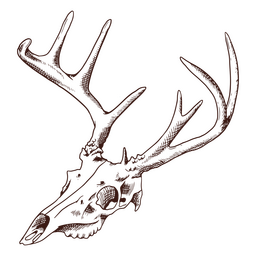 Animal deer skull Transparent PNG