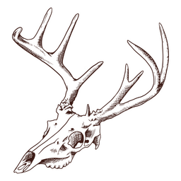 crânio de veado animal Desenho PNG