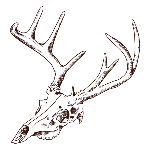 Animal deer skull