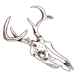 Long Deer Skull PNG & SVG Design For T-Shirts