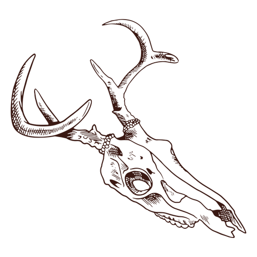 Long deer skull  PNG Design