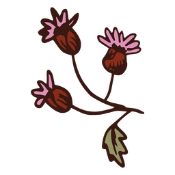 Flor ampanthus multiradiatus Diseño PNG
