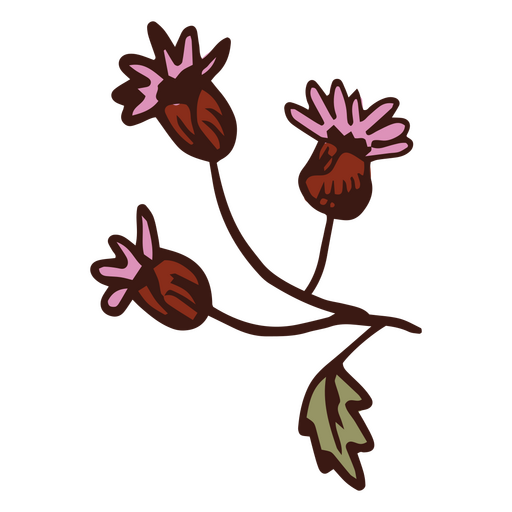 Blüte Ampranthus multiradiatus PNG-Design