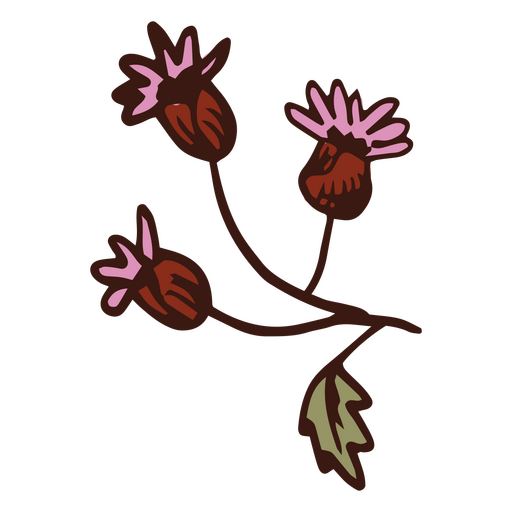 Flor ampranthus multiradiatus Desenho PNG