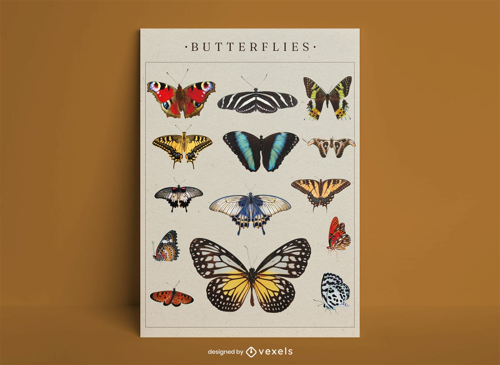 Diseño de carteles de mariposas.