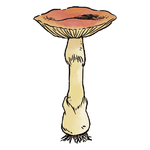 Cogumelo aquarela da natureza Desenho PNG