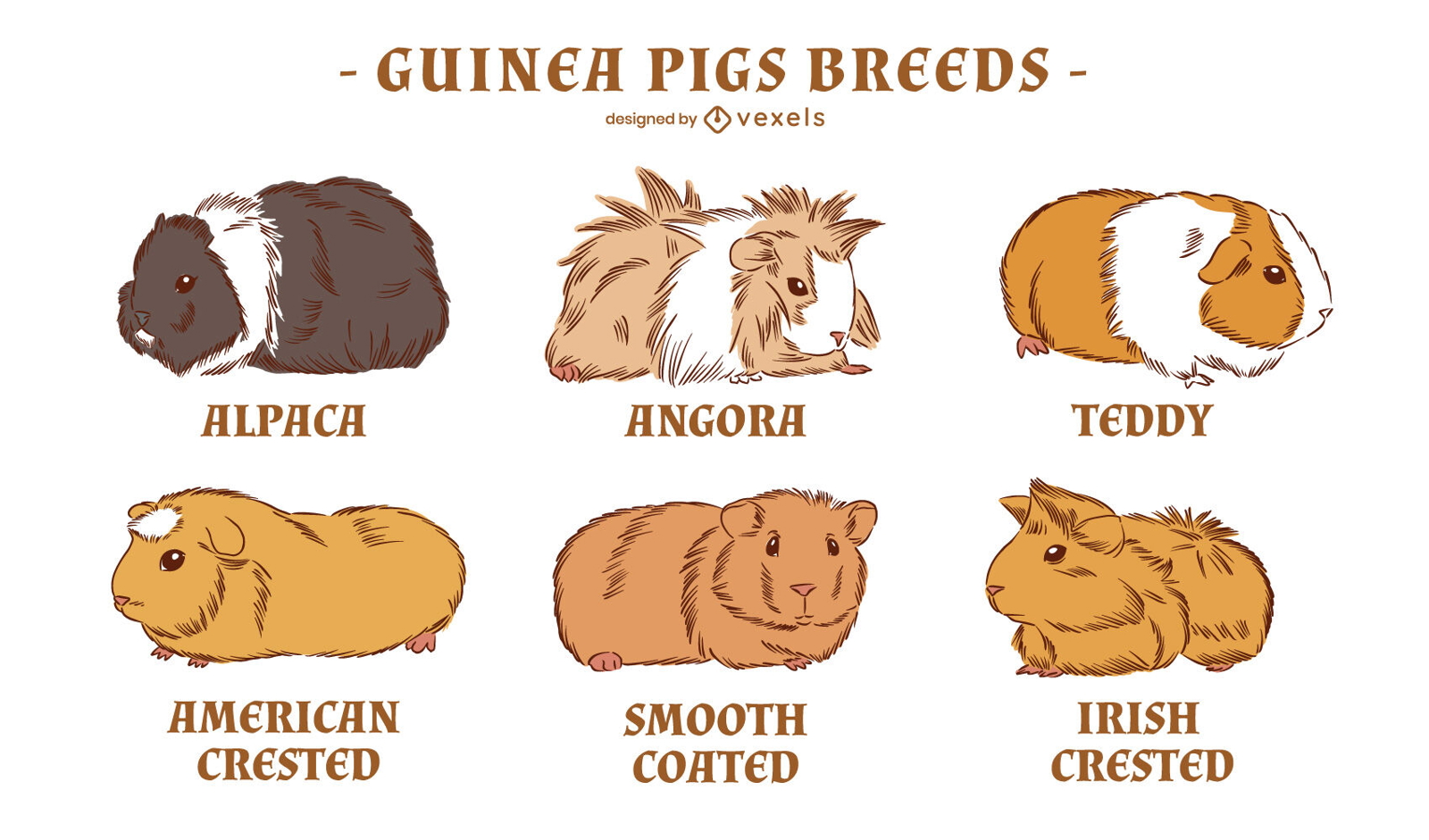 Guinea pigs rodent animal breeds set