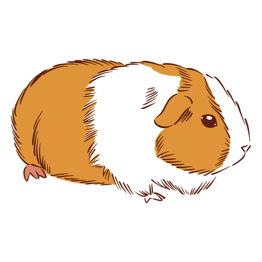 Animais de hamster porquinho da índia Desenho PNG