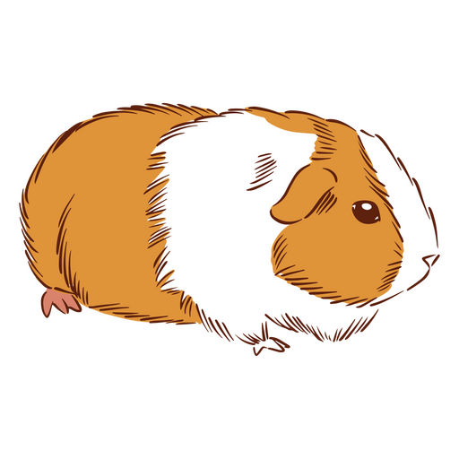Meerschweinchen-Hamster-Tiere PNG-Design