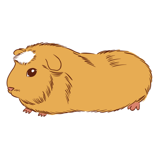 Animais de hamster porquinho da índia Desenho PNG