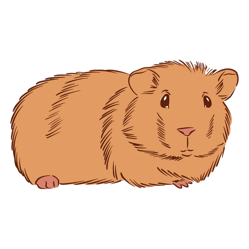 ?Hamster guinea pig pet animals PNG Design