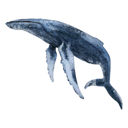 Whale textured PNG Design