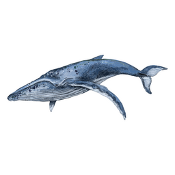 Animales con textura de ballena Diseño PNG