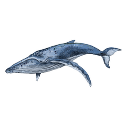Whale textured animals PNG Design