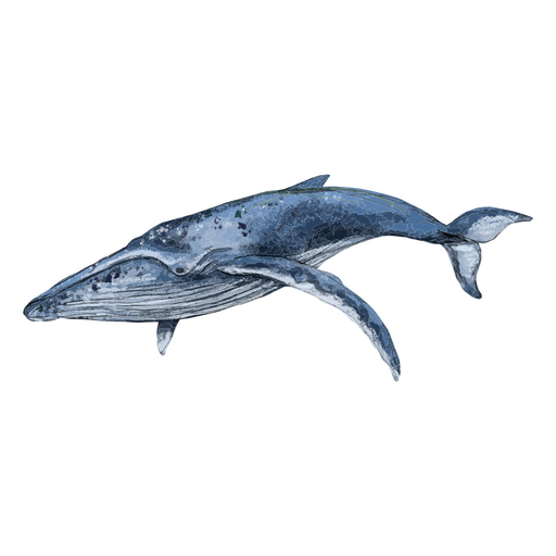 Animales con textura de ballena Diseño PNG