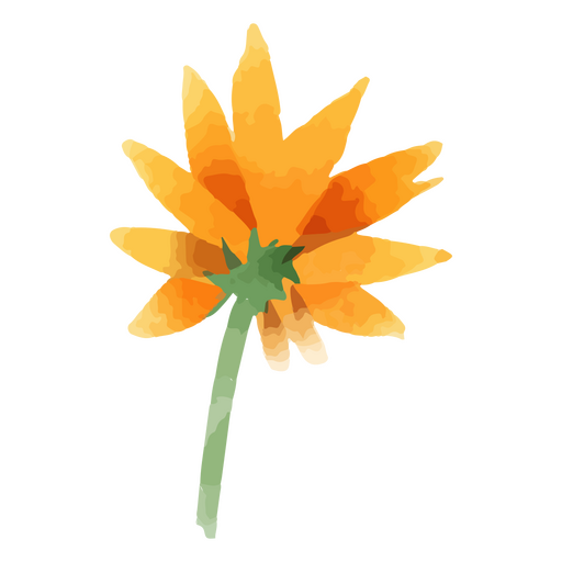 Eine orangefarbene Blume PNG-Design