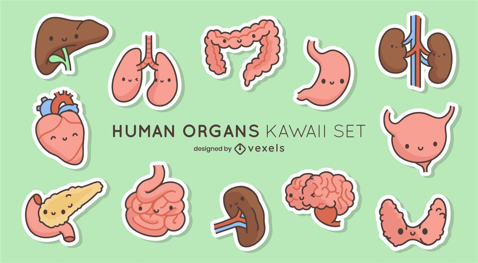Conjunto antaômico de órgãos do corpo humano kawaii