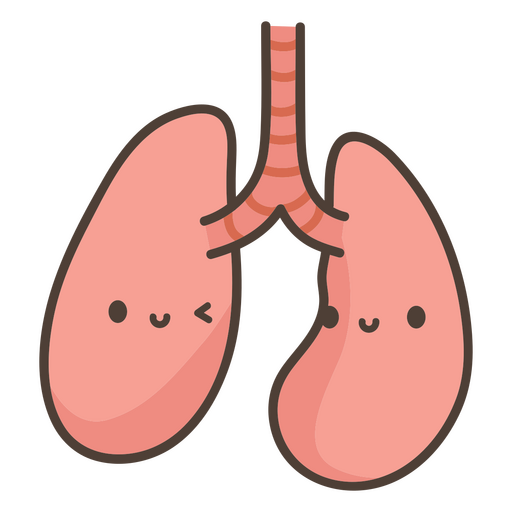 Órgão dos pulmões do corpo humano Desenho PNG