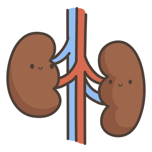 Human body kidneys organ PNG Design