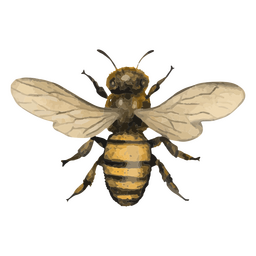 Insetos com textura de abelha Transparent PNG