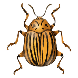 Insectos con textura de escarabajo de patata de Colorado Transparent PNG