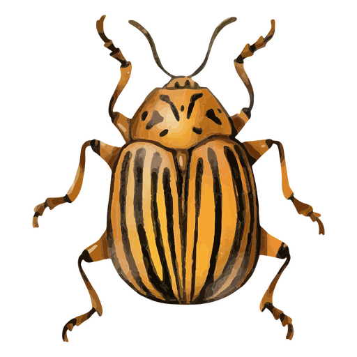 Insectos con textura de escarabajo de patata de Colorado Diseño PNG