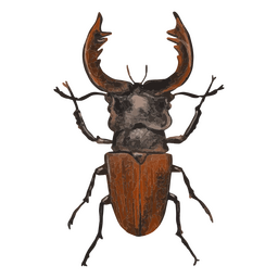 Besouro de veado texturizado de insetos Desenho PNG