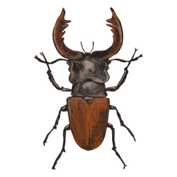 Escarabajo ciervo con textura de insectos