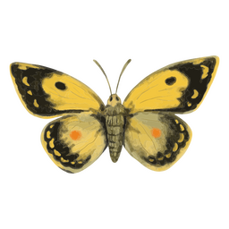 Moth textured insects PNG Design
