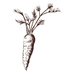 Carrot hand drawn vegetable PNG Design