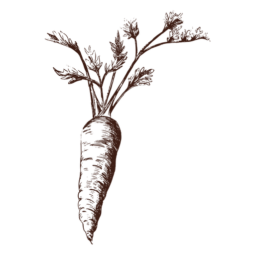 Vegetal desenhado à mão de cenoura Desenho PNG