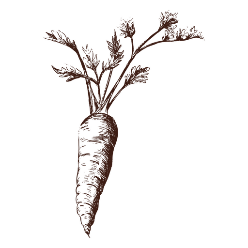 Zanahoria vegetal dibujado a mano Diseño PNG