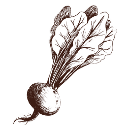 Beetroot hand drawn PNG Design