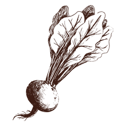 Beterraba desenhada à mão Desenho PNG