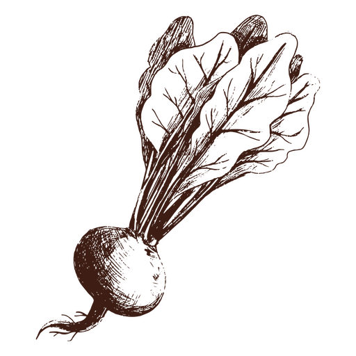 Rote-Bete-Hand gezeichnet PNG-Design
