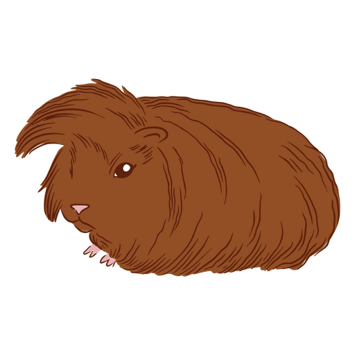 Guinea pig illustration peruvian