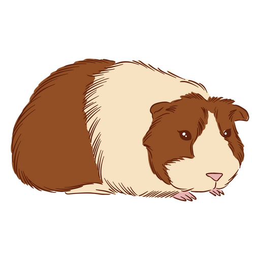 Guinea pig illustration american PNG Design