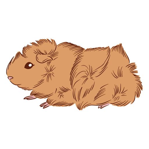 Abessinier-Satin der Meerschweinchen-Illustration PNG-Design