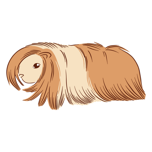 Guinea pig illustration silkie PNG Design