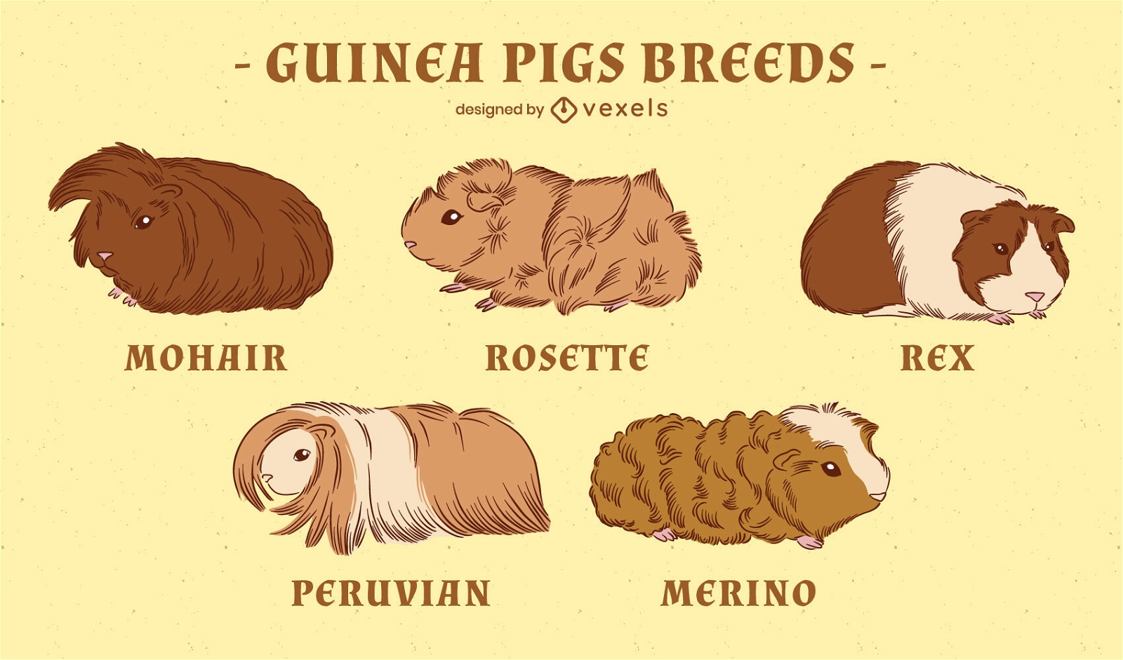 Guinea Pig Breeds Set
