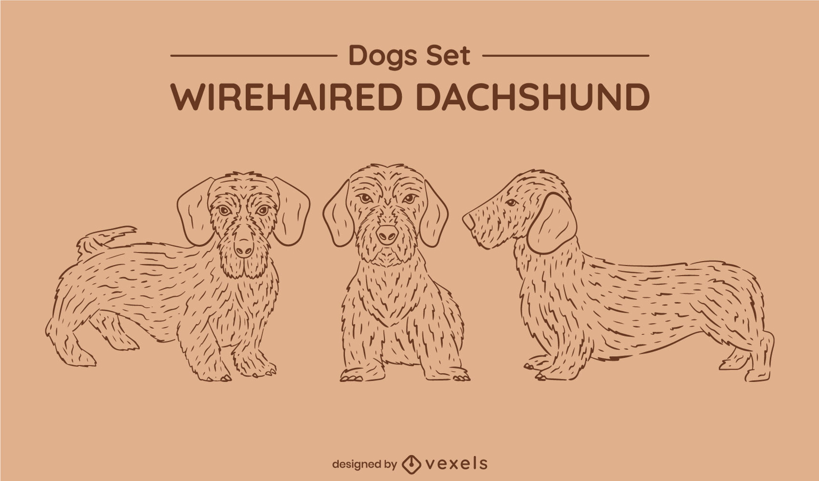 Drahthaar-Dackel-Hundeset