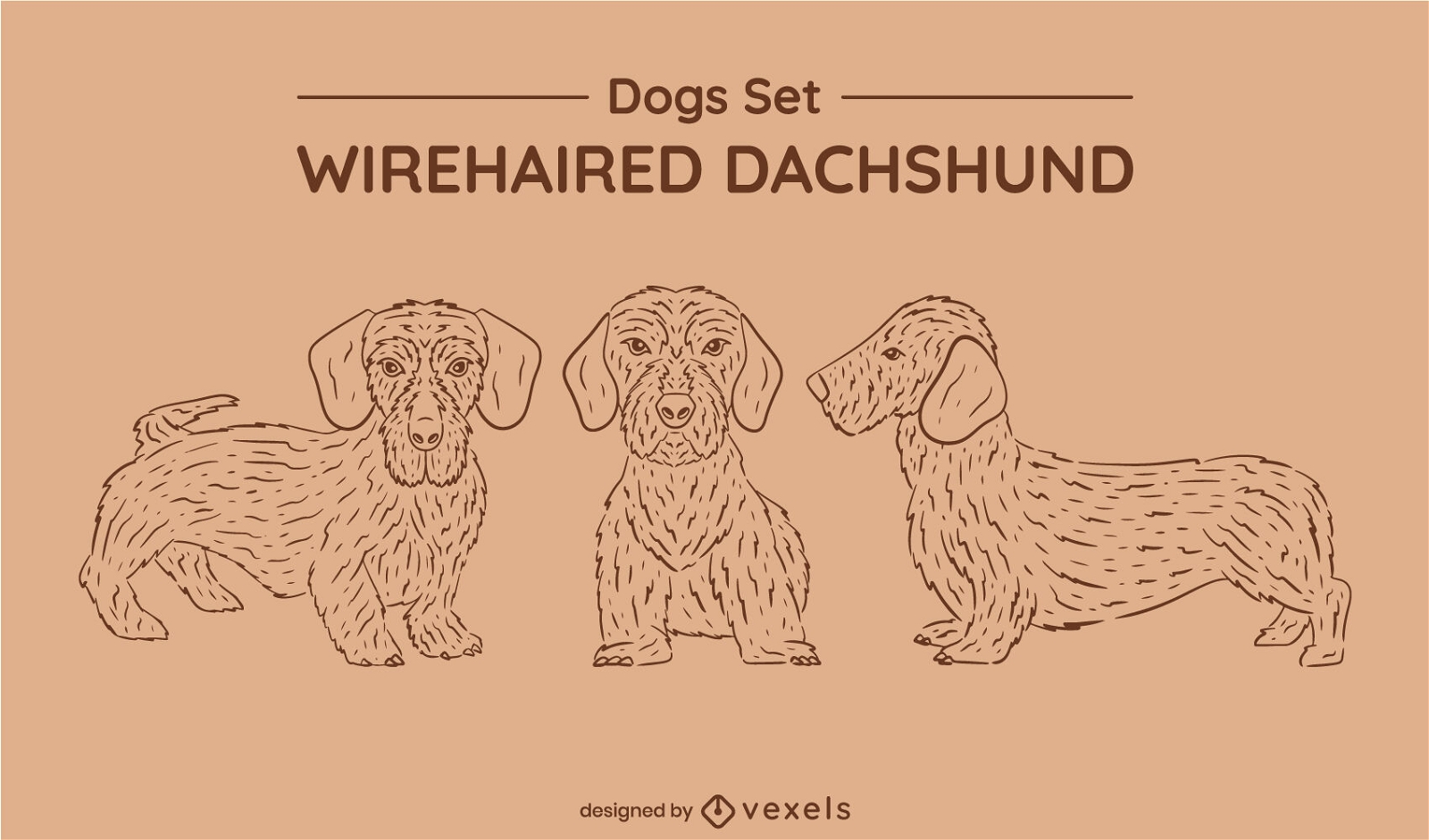 Wirehaired dachshund dog set