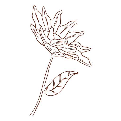 Blume mit Blattlinienkunst PNG-Design