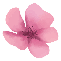 Primavera texturizada flor rosa Diseño PNG