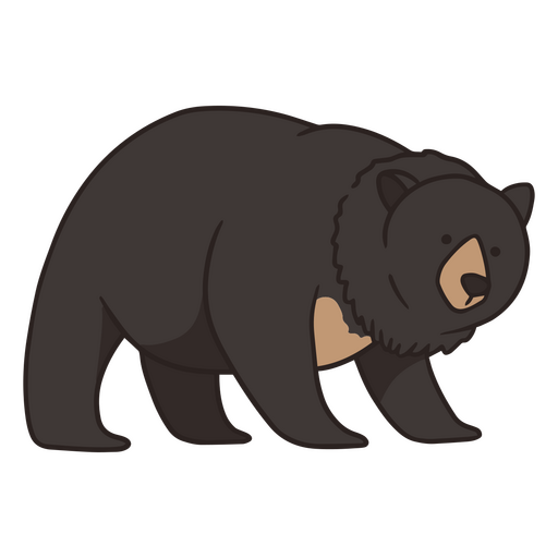 Traço de cor de urso preto americano Desenho PNG