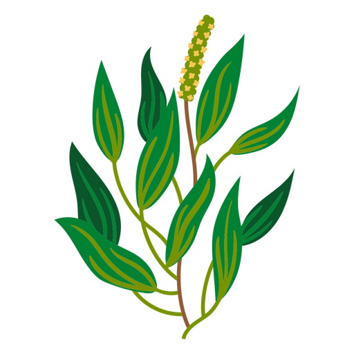 Pickerelweed flach PNG-Design