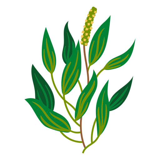 Pickerelweed flat PNG Design