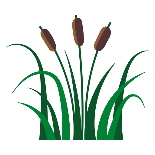 Reed flat aquatic plant PNG Design