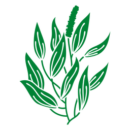 Pickerelweed-Pflanze PNG-Design