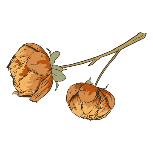 Flores naranjas antiguas Diseño PNG